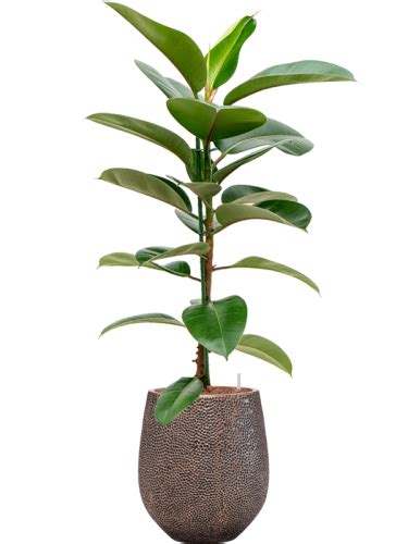 Ficus Elastica Robusta Donica Baq Opus Hit Hydroponika Sklep Z