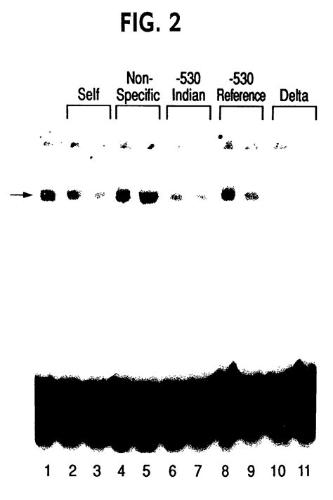 Transcription Factor BP1 Eureka Patsnap Develop Intelligence Library