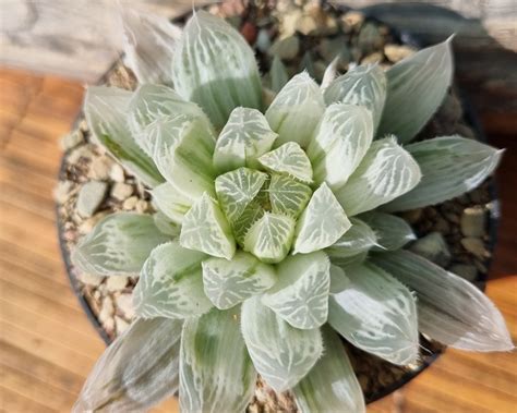 Haworthia Cooperi Silver Swirl S Kambroo Plants