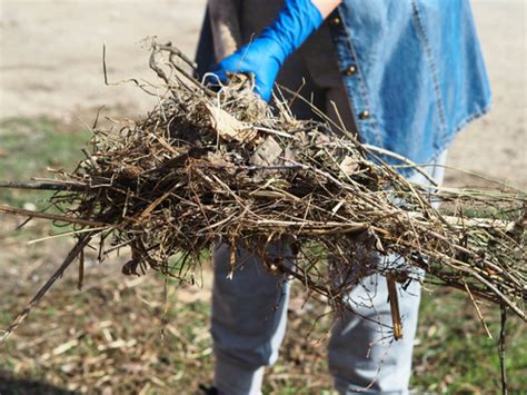 Yard Debris Removal Essential Tips Waste Removal Usa