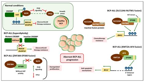 Ijms Free Full Text Epigenetic Control Of Infant B Cell Precursor