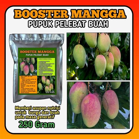 Booster Mangga Pupuk Pelebat Buah Nutrisi Perangsang Bunga Dan Buah