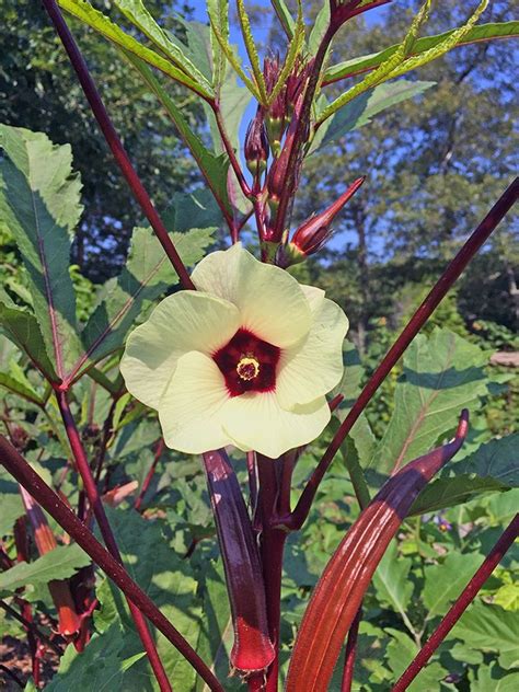 Name: Abelmoschus esculentus aka red burgundy Okra Type of Plant: Okra comes from northern ...