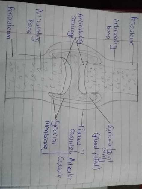 Solved Draw And Label The Distinguishing Features Of A Simple