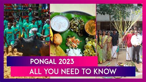 Pongal 2023 Full Calendar Dates Significance Celebrations Of The