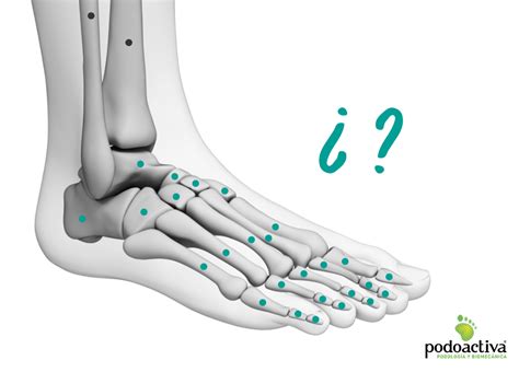 Huesos Del Pie Nombres Partes Y Funciones De Esta Anatomía ósea