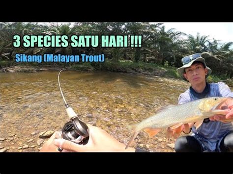 Species Dalam Satu Hari Malaysian Sikang Stream Fishing Daiwa