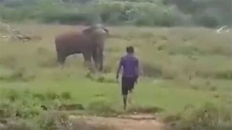 Fuertes Im Genes Un Elefante Mata A Pisotones A Un Hombre Que