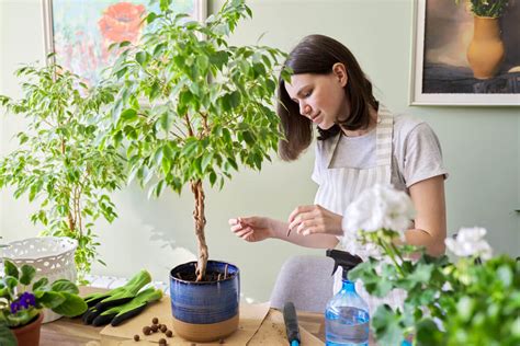 Potatura E Cura Del Ficus Benjamin Consigli Per Una Pianta