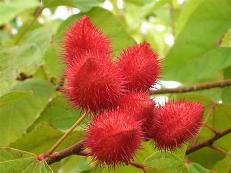 Lipstick Tree Bixa Orellana Richard Lyons Nursery Inc