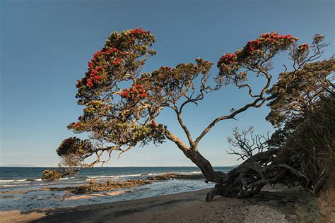 Royalty Free Pohutukawa Tree Pictures, Images and Stock Photos - iStock