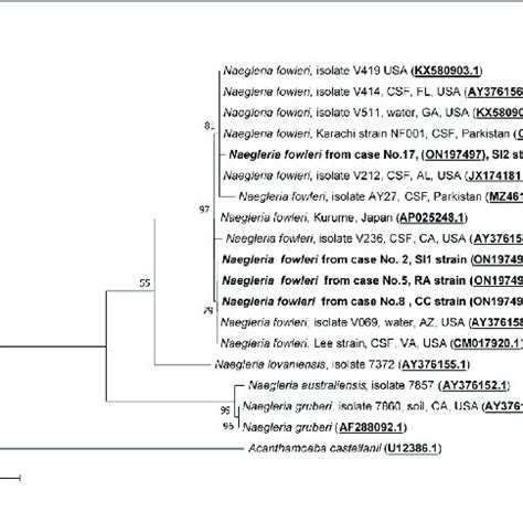 Phylogenetic Relationships On The S Rrna Sequences Among The N