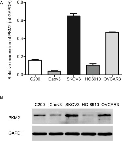 Higher Expression Of Pkm2 In Shov3 And Ovcar3 Cell Lines A Mrna