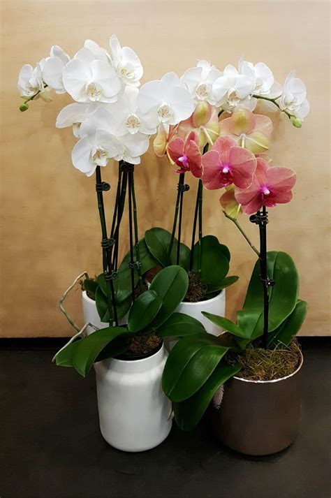 Phalaenopsis Orchid Plant: The Complete Growth And Care Guide | UnAssaggio