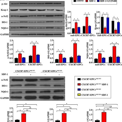 Upregulating CXCR7 Expression Activated The Akt Associated Keap 1 Nrf2