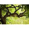 Startonight Mural Wall Art Photo Decor Tree On The Green Landscape