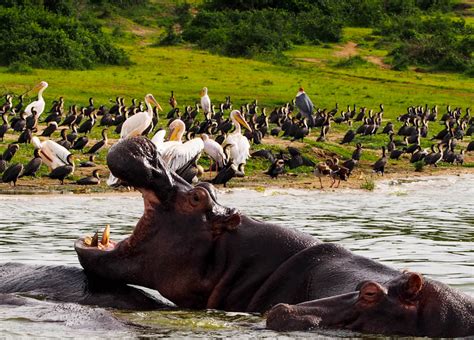 Day Uganda Wildlife And Primates Safari Arcadia Safaris