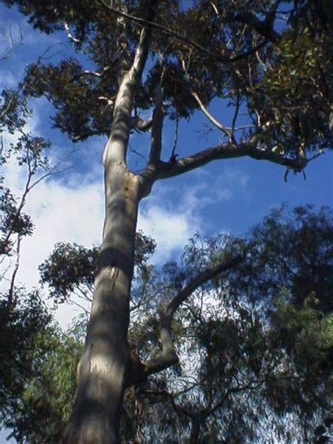 Eucalyptus Diversicolor Geographe Plants