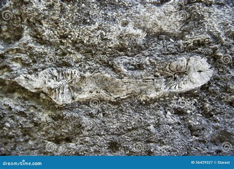 Fossils in the Limestone Rock Stock Image - Image of prehistoric ...