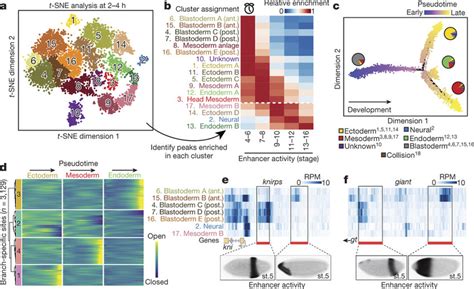 Temporal Dynamics And Spatial Heterogeneity In Chromatin Accessibility