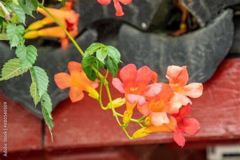 Chinese Trumpet Vine Campsis Grandiflora The Bokeh Background Is