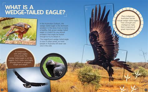 Wedge Tailed Eagle By John Lesley Redback Publishing Australia