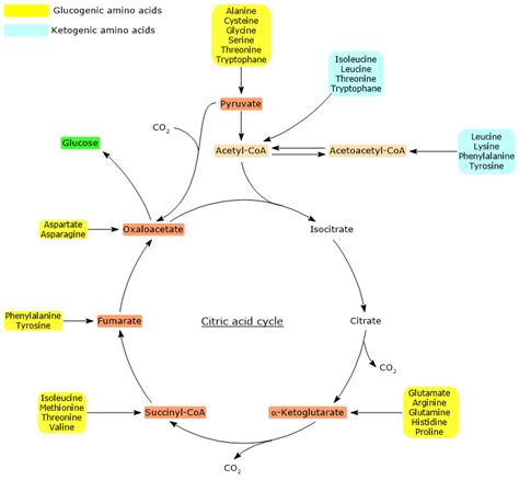 Gluconeogenesis Definition Steps Regulation And Precursors