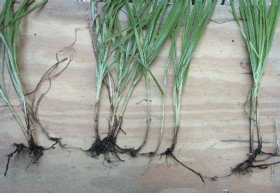 Nutsedge (Nutgrass) – Identification | Walter Reeves: The Georgia Gardener