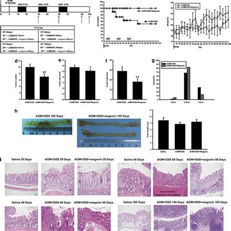 Effect Of Wogonin On Lps Induced Activation Of Nf B Signaling Pathway