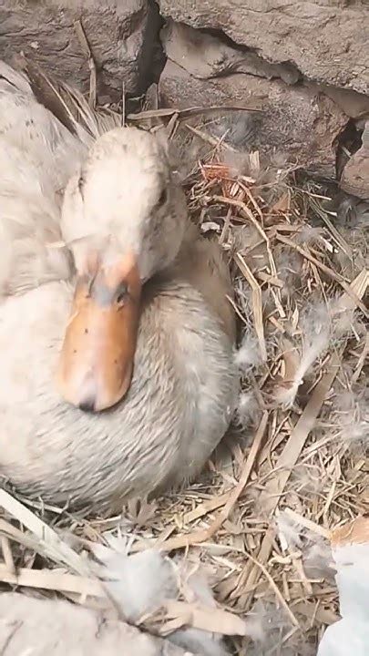 Duck Hatching Eggs 🥚 Youtube