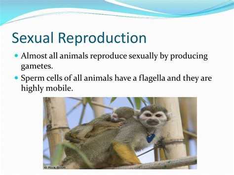 Ppt Introduction To Animals Powerpoint Presentation Free Download