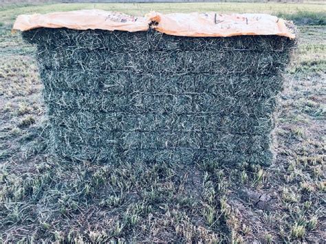 Rhodes Grass Buy Rhodes Grassalfalfa Grass In Dubai United Arab Emirates