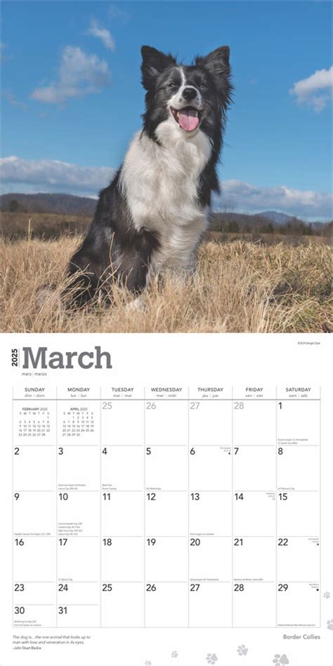 Border Collies 2025 12 X 24 Inch Monthly Square Wall Calendar