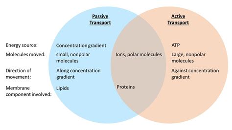 Create A Venn Diagram To Compare Active Transport With Passi Quizlet