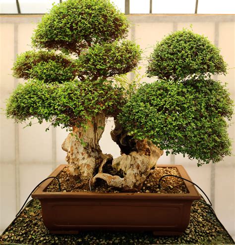 The Profound Spiritual Meaning Of Bonsai Trees Explained Unlocking The