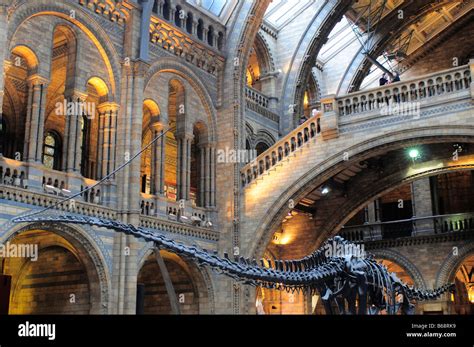 Natural History Museum Main Central Hall With Diplodocus Skeleton South