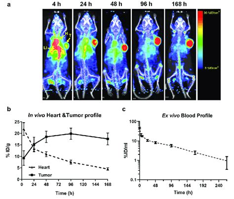 In Vivo Biodistribution And Tumor Targeting By Pet Ct Imaging A In