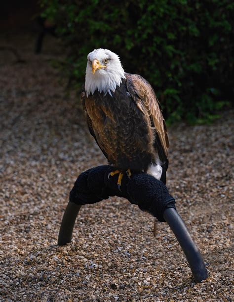 Beautiful Eagle In English Park Stock Photo At Vecteezy