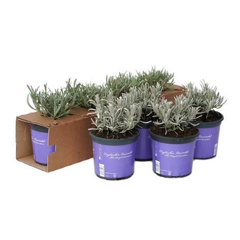 Lavandula angustifolia 'Hidcote' | Lavendel | HELIX Pflanzen – Helix