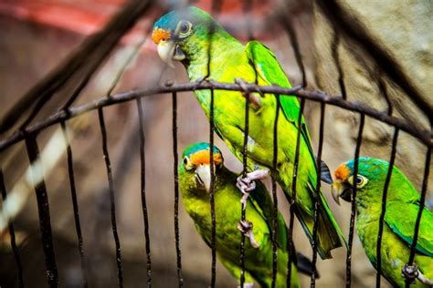 Best Parakeet Cage Setup Born For Pets