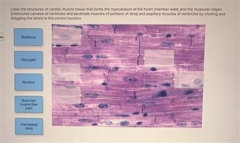 Cardiac Muscle Cell Labeled