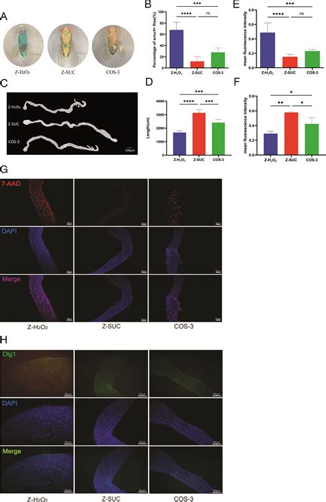 Chitosan Oligosaccharide Improves Intestinal Homeostasis To Achieve The