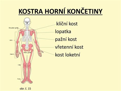 PPT KOSTRA LIDSKÉHO TĚLA PowerPoint Presentation free download ID