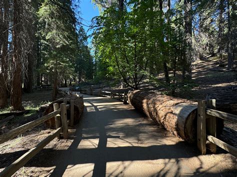 Hiking the General Grant Tree Trail in Kings Canyon National Park ...