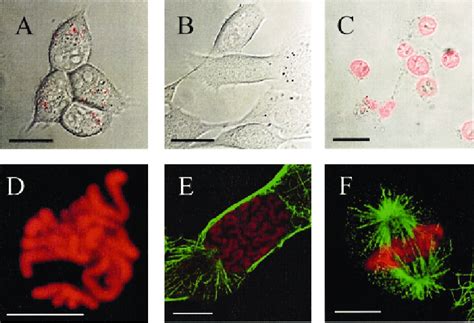 Cslm Images Of V Chinese Hamster Cell A Cells Exposed To Ru Dimer