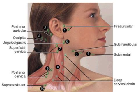 Head Face Neck And Regional Lymphatics Flashcards Quizlet