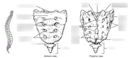 Sacrum Coccyx Diagram Quizlet