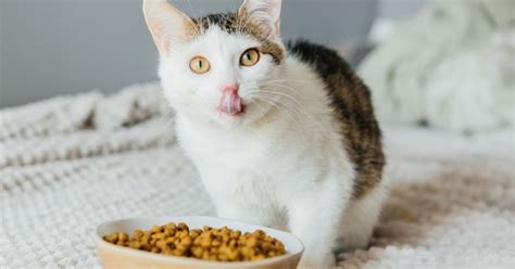 Estas son las peores marcas de croquetas para gatos según PROFECO