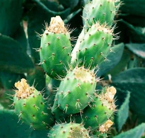 CÓMO ENRAIZAR Y PROPAGAR FÁCILMENTE UN CACTUS PASO A PASO Guía