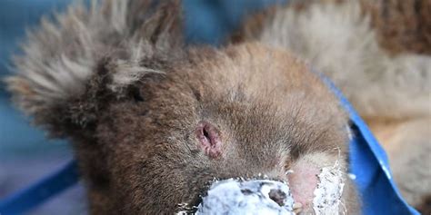 Mehr Als 60 000 Koalas Mussten Unter Buschfeuern Leiden